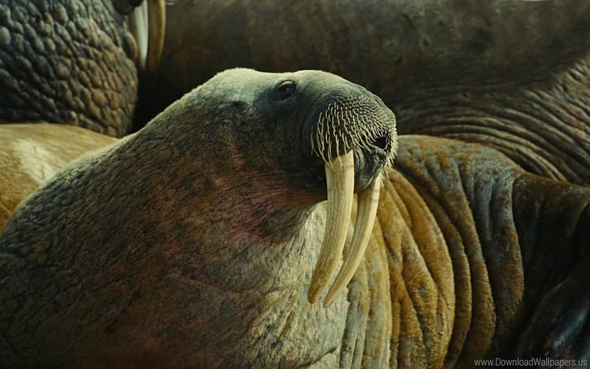body fangs folds muzzle tusks walrus wallpaper Transparent PNG image