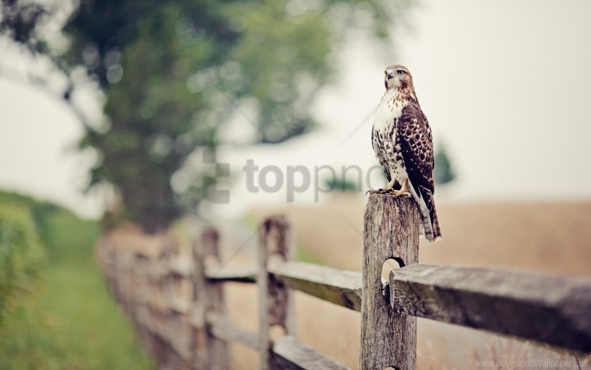 bokeh eagle falcon fence wallpaper Transparent Background PNG Isolation