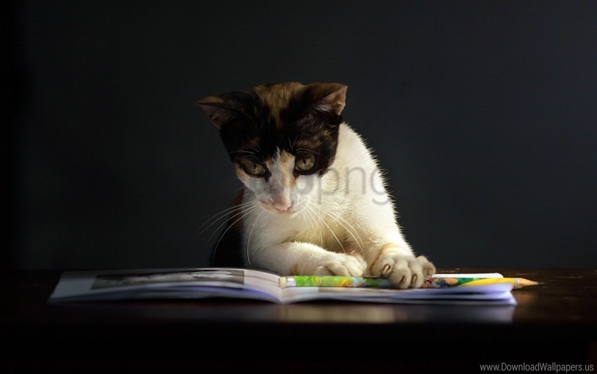 book cat curiosity dark spotted wallpaper Isolated Graphic Element in HighResolution PNG