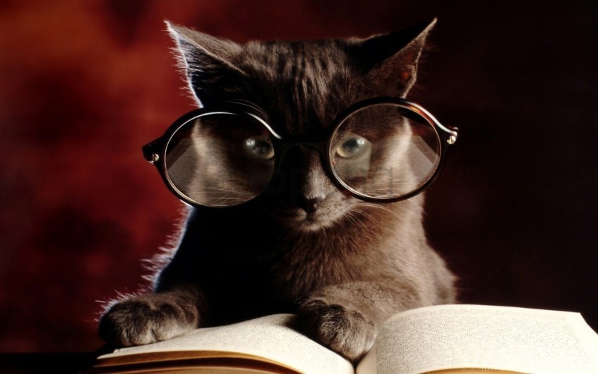 book cat glasses wallpaper High-quality PNG images with transparency