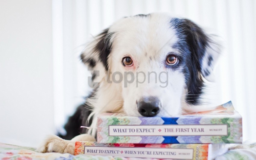 books dog look wallpaper PNG transparent graphics for projects