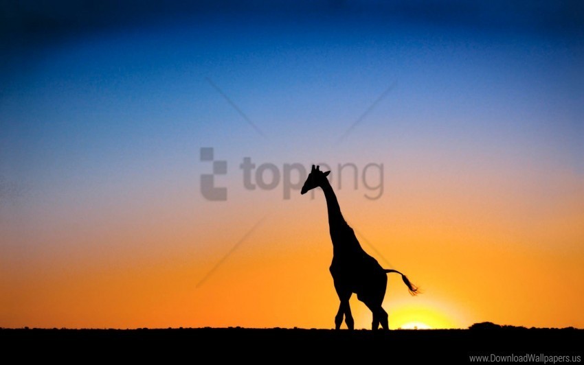 Botswana Giraffe Sunset Wallpaper Isolated Subject In Transparent PNG Format