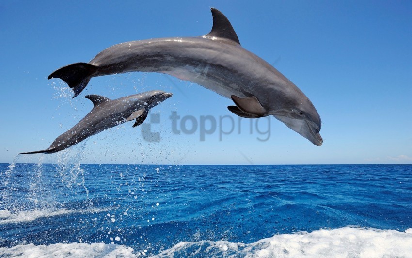 bottlenose common dolphins wallpaper PNG transparent photos for presentations