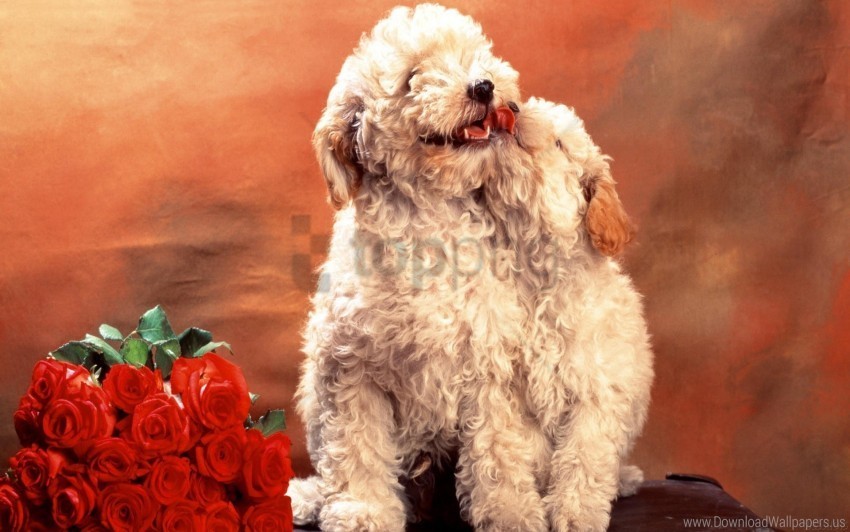 bouquet dogs flowers hair puppies roses wool wallpaper PNG images with no fees