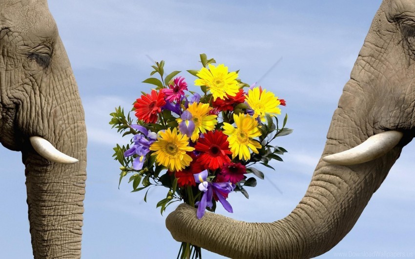 bouquet elephant flowers wallpaper Isolated Artwork on Clear Transparent PNG