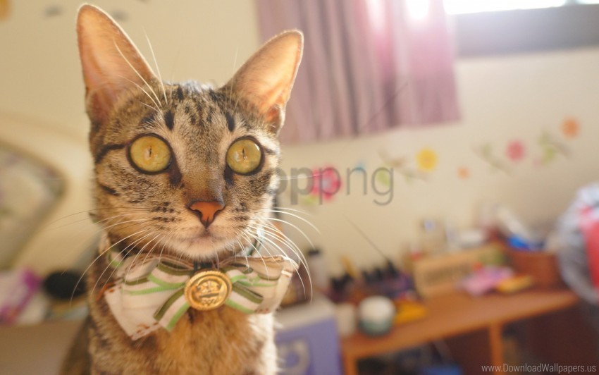 bow cat elegant eyes muzzle pretty striped wallpaper HighResolution PNG Isolated Illustration