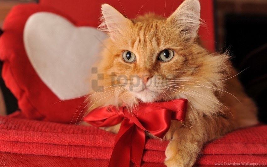 bow cat ginger cat wallpaper Isolated Graphic on Clear Background PNG