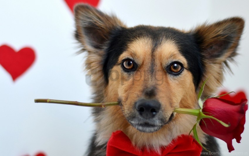 Bow Dog Flower Look Muzzle Rose Wallpaper Isolated Character On Transparent PNG