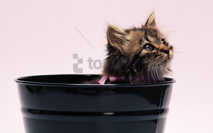 bow fluffy kitten pot wallpaper PNG Isolated Object with Clarity