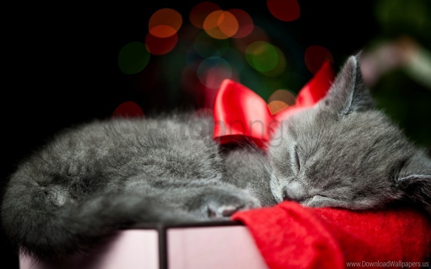 bow kitty sleep wallpaper Isolated Object with Transparent Background PNG