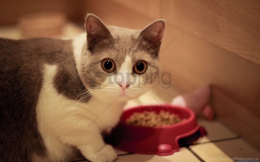 bowl cat eyes food muzzle wallpaper Transparent Background Isolated PNG Design