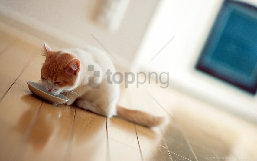 bowl cat food wallpaper Isolated Element in Clear Transparent PNG