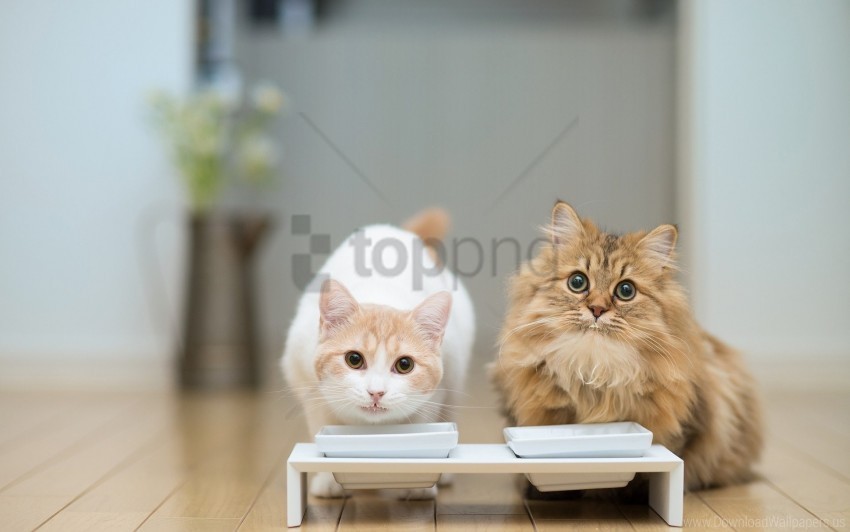 bowl cats couple floors food wallpaper PNG for business use