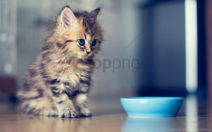 bowl fluffy kitty look wallpaper HighQuality Transparent PNG Isolated Artwork