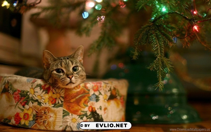box cat christmas sitting snout wallpaper Transparent image