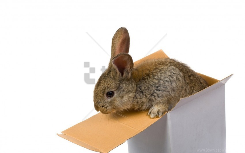 box climb ears rabbit wallpaper PNG Image with Isolated Graphic Element