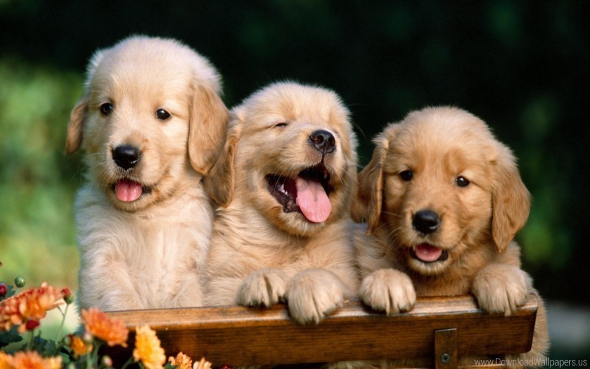 box cute puppies retrievers three wallpaper PNG for web design