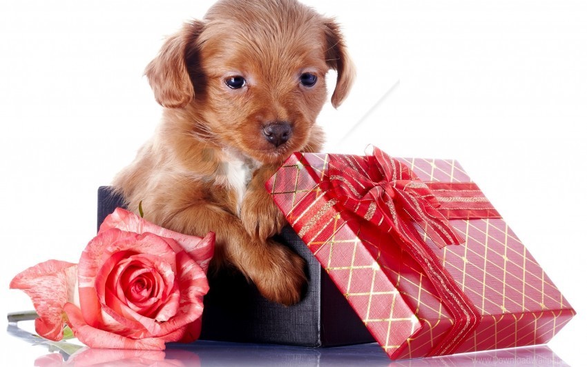 Box Dog Gift Puppy Wallpaper PNG For Social Media