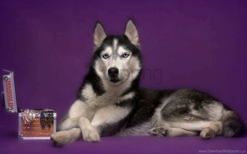 box dog husky lies spotted wallpaper PNG with no background free download