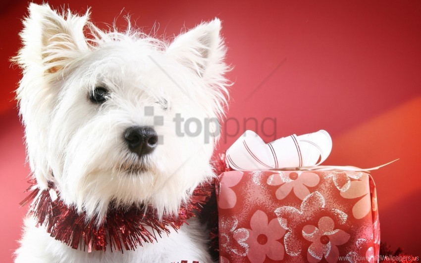 Box Dog Muzzle Wallpaper PNG Transparent Photos Extensive Collection