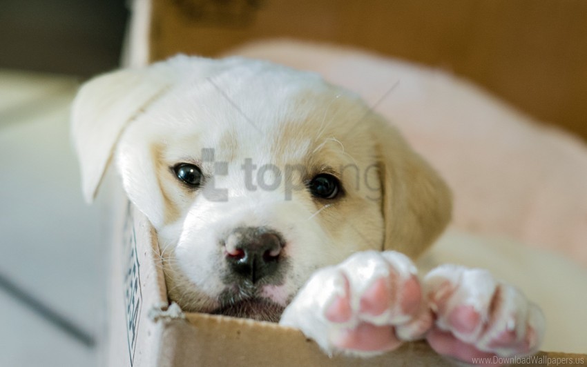 box dog puppy wallpaper HighQuality Transparent PNG Object Isolation