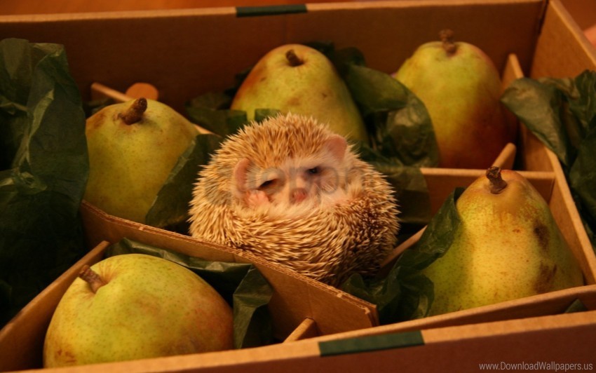 box funny hedgehog pears wallpaper Transparent PNG pictures for editing
