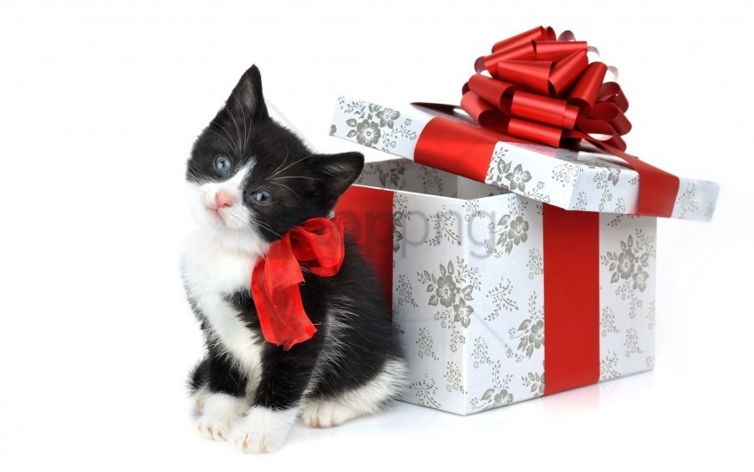 box kitten spotted wallpaper PNG Image with Clear Isolation