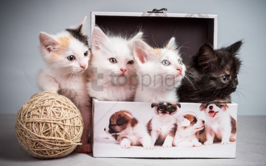 box kittens tangle wallpaper Isolated Graphic on Transparent PNG