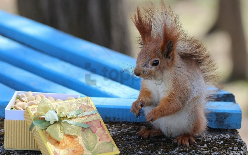 box shop squirrel wallpaper HighQuality Transparent PNG Isolation