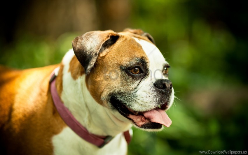 boxer collar dog eyes protruding tongue wallpaper PNG Image with Transparent Background Isolation
