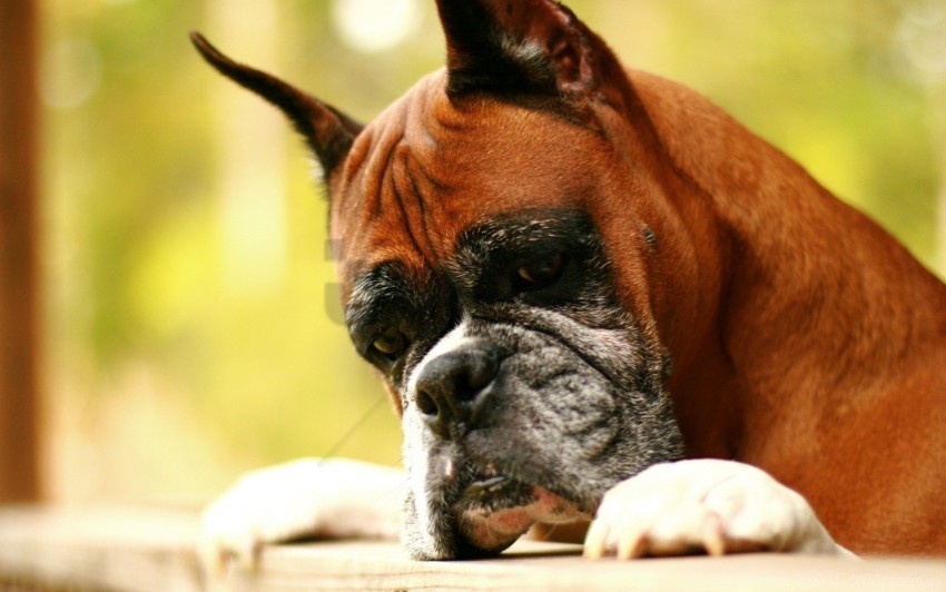 boxer dog evil face wallpaper PNG images for banners