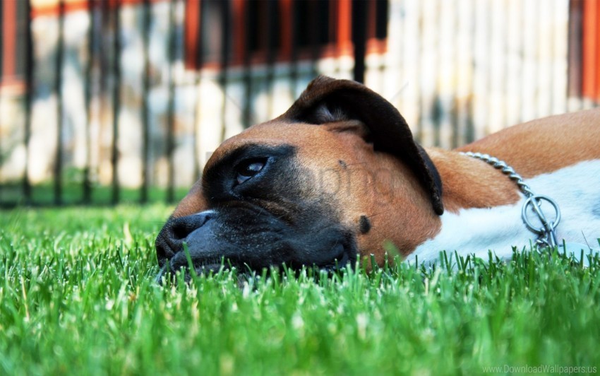 boxing shepherd face grass lie down rest wallpaper PNG files with no background assortment