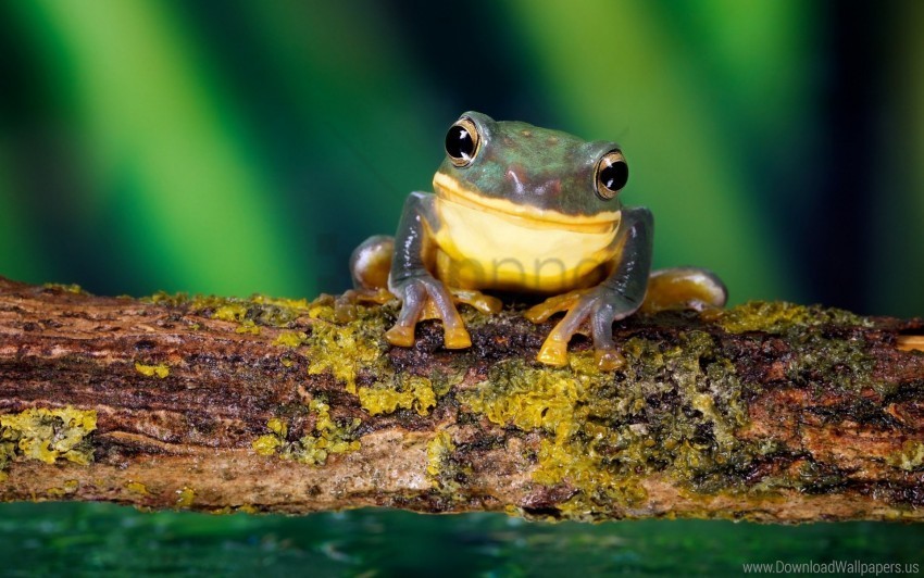 branch bright color frog moss wallpaper Isolated Subject in Transparent PNG Format