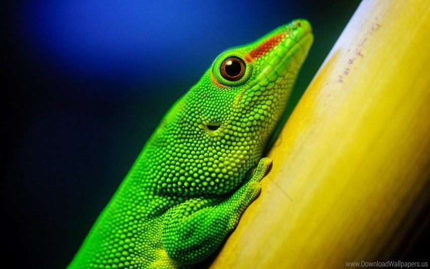 branch bright color lizard wallpaper Isolated Subject on HighQuality Transparent PNG