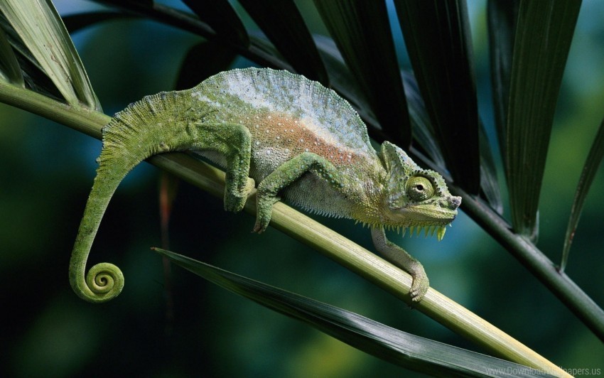 branch chameleon climbing color wallpaper Transparent PNG images extensive gallery