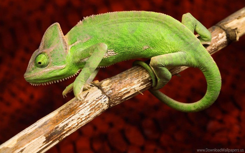 branch chameleon color reptile wallpaper HighQuality Transparent PNG Isolated Element Detail
