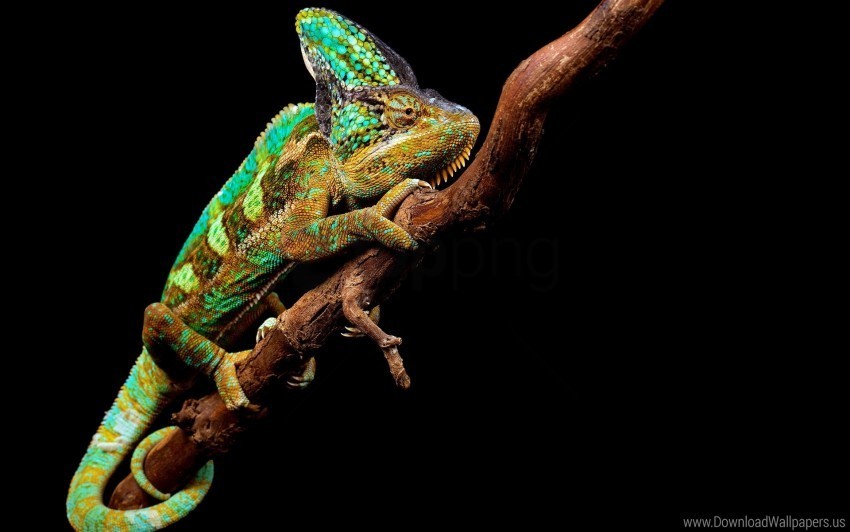 Branch Chameleon Reptile Wallpaper PNG Transparent Images Extensive Collection