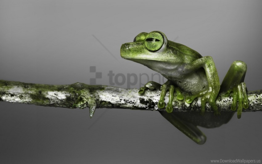 branch climbing color frog wallpaper Clear background PNG images diverse assortment