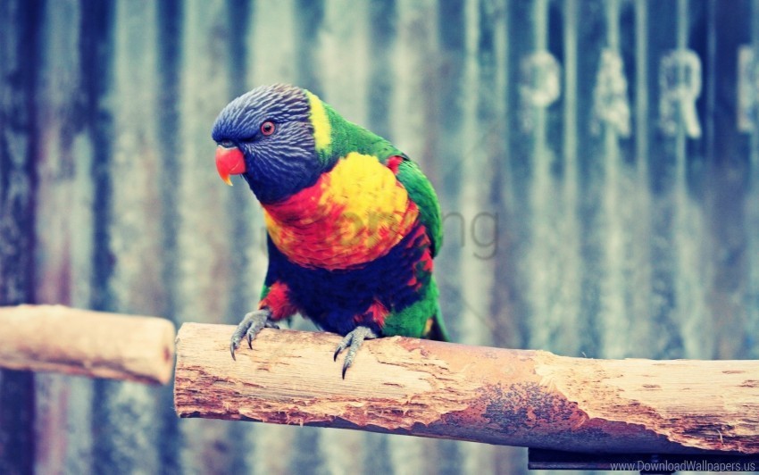 branch colorful parrot wallpaper Isolated Subject on HighResolution Transparent PNG
