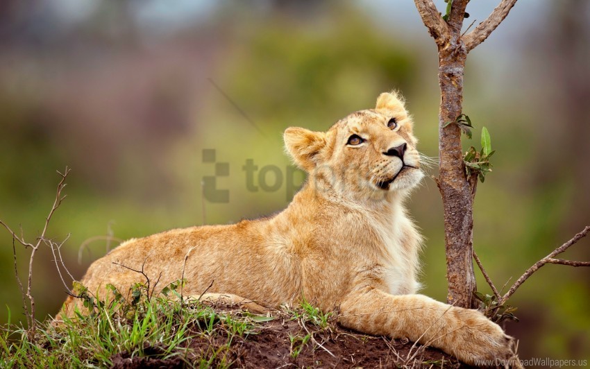 branch cub grass lie lion wallpaper PNG pictures with alpha transparency