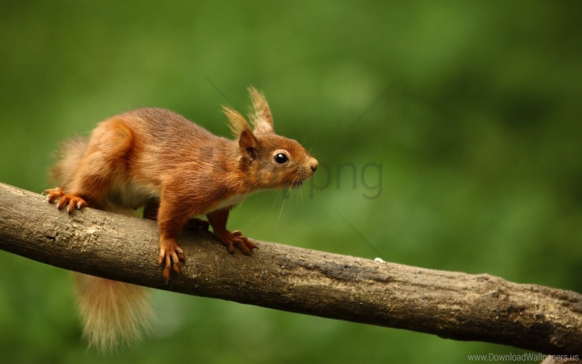 branch curiosity sit tree wallpaper Isolated Design Element on PNG