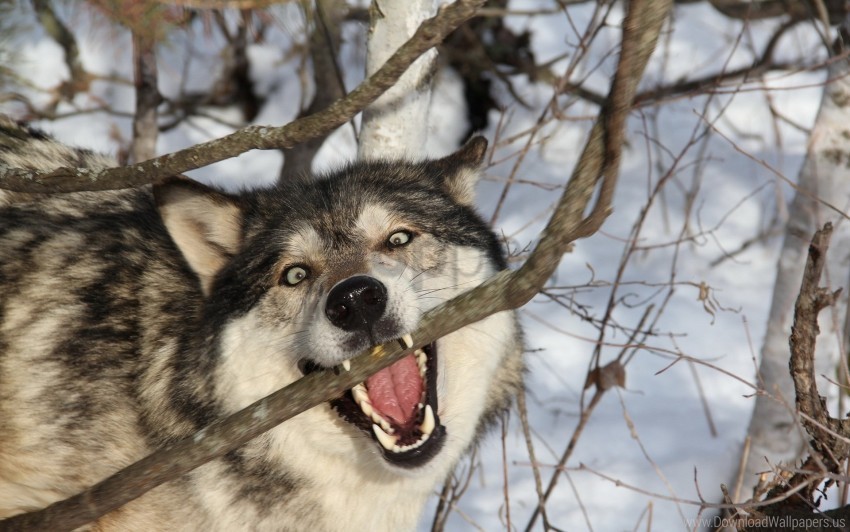 branch dog predator teeth wolf wallpaper PNG picture