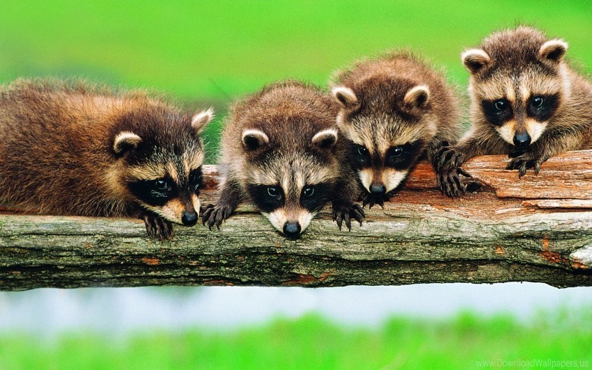 branch family forest raccoons tree wallpaper PNG images with alpha transparency diverse set