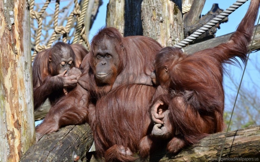 branch family monkey rope sitting wallpaper High-resolution transparent PNG images comprehensive assortment