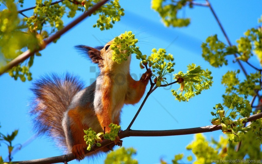 branch flower squirrel tree wallpaper PNG with Clear Isolation on Transparent Background