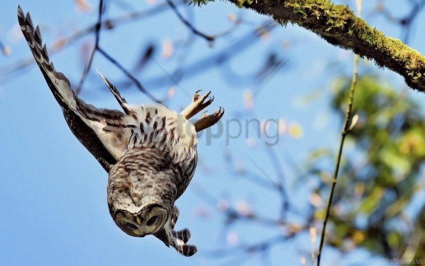 Branch Flying Owl Sky Wallpaper PNG Image Isolated On Transparent Backdrop