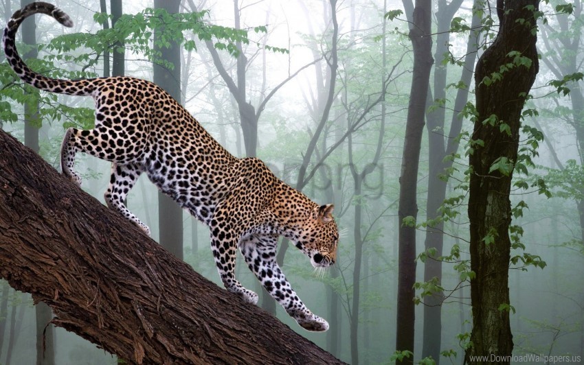 branch fog forest leopard trees wallpaper Transparent PNG artworks for creativity