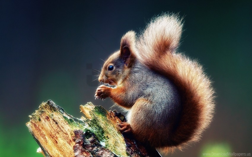branch food squirrel tree wallpaper High-resolution PNG images with transparent background