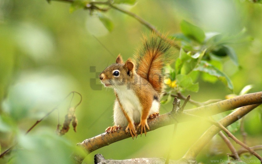 branch forest grass legs squirrel wallpaper Transparent PNG graphics variety
