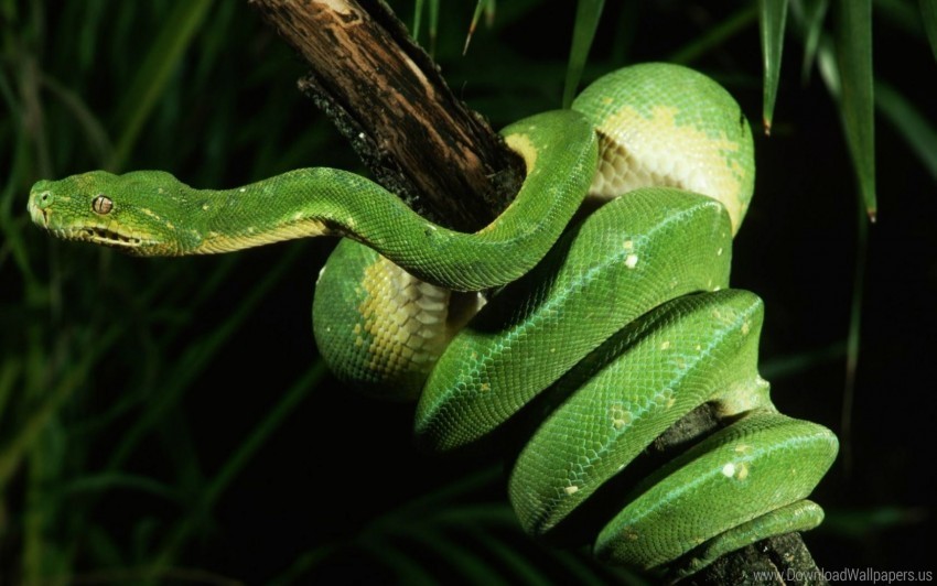 branch green ree snake wallpaper PNG images with no background assortment